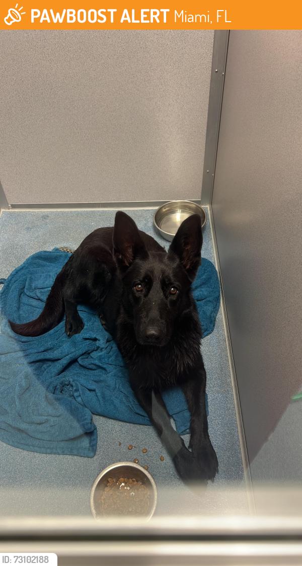 Found/Stray Unknown Dog last seen At entrance of Greenview Acres, Miami, FL 33179