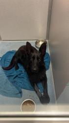 Found/Stray Unknown Dog last seen At entrance of Greenview Acres, Miami, FL 33179