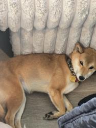 Reunited Female Dog last seen On Dee st se, Bondurant, IA 50035