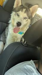 Found/Stray Male Dog last seen Bp gas station, Chicago, IL 60639