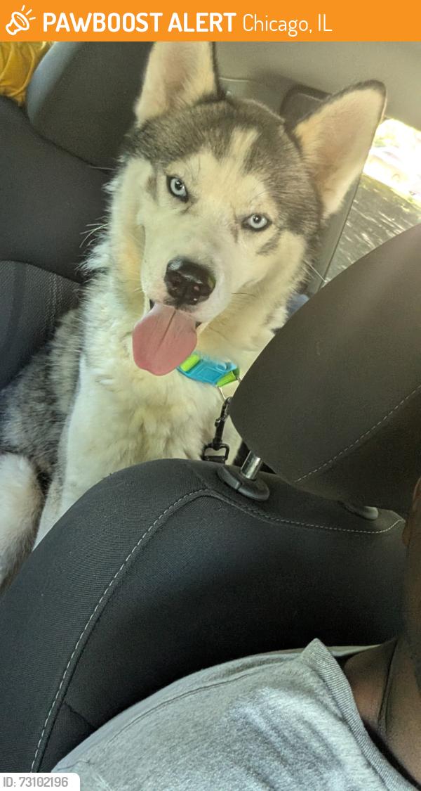 Found/Stray Male Dog last seen Bp gas station, Chicago, IL 60639