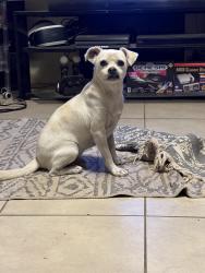 Reunited Male Dog last seen Solano and North Mesquite, Las Cruces, NM 88001