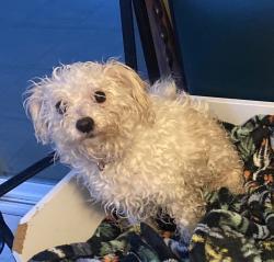 Reunited Female Dog last seen Hawthorne Ave NE, Salem, OR 97301, USA, Salem, OR 97301
