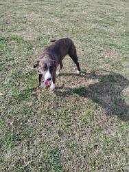 Lost Female Dog last seen Wellman Rd, Hiddenite, NC 28636