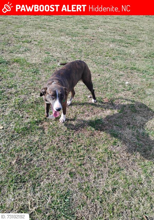Lost Female Dog last seen Wellman Rd, Hiddenite, NC 28636