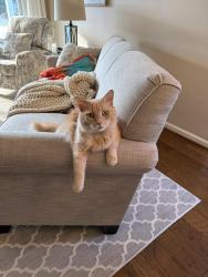 Lost Male Cat last seen Sandpiper Dr and Starling Ct, Huddleston, VA 24104