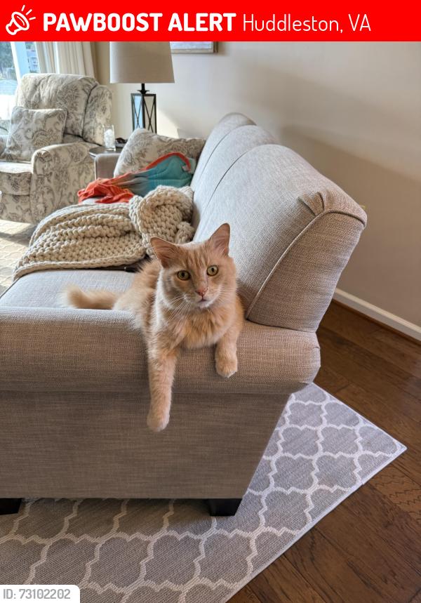 Lost Male Cat last seen Sandpiper Dr and Starling Ct, Huddleston, VA 24104