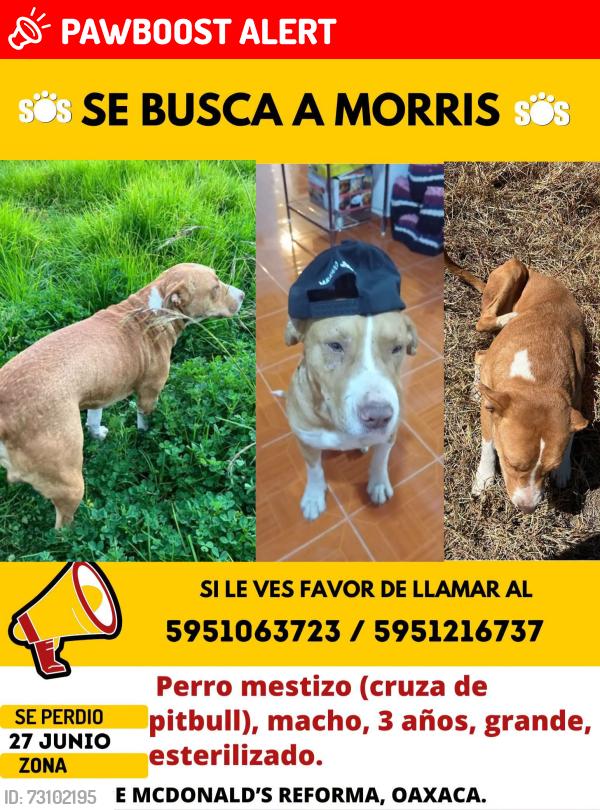 Lost Male Dog last seen McDonald's Reforma, Oaxaca de Juárez, Oax. 68000