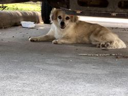 Reunited Female Dog last seen West Belford and Spanish Grant 77498, Houston, TX 77035