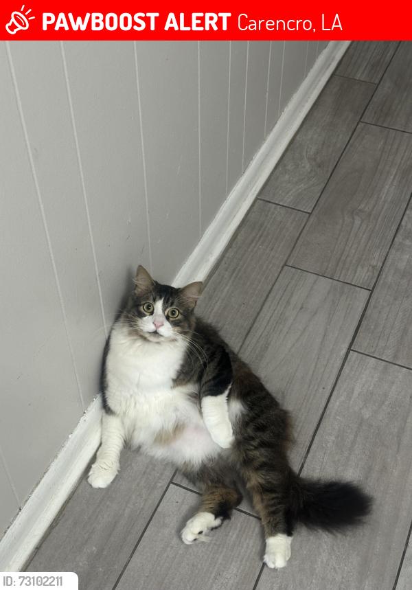 Lost Male Cat last seen Gas station, Carencro, LA 70520