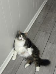 Lost Male Cat last seen Gas station, Carencro, LA 70520