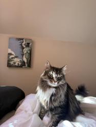 Lost Female Cat last seen 55th and Hawthorne, Portland, OR 97215