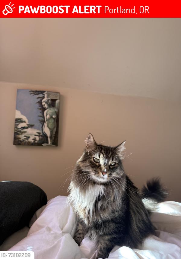 Lost Female Cat last seen 55th and Hawthorne, Portland, OR 97215