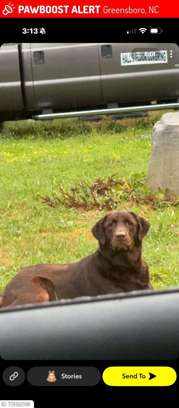 Lost Female Dog last seen Camp Burton, Greensboro, NC 27405