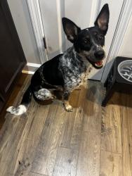 Reunited Female Dog last seen Towards back of Whitney Drive, Aberdeen, NC 28315