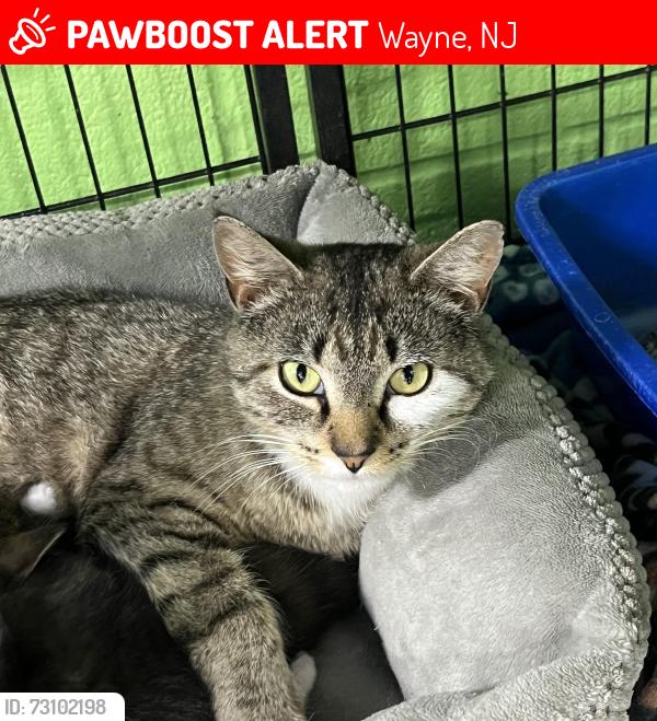 Lost Female Cat last seen Near Newark Pompton Turnpike, Wayne, NJ 07470, Wayne, NJ 07470