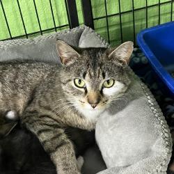 Lost Female Cat last seen Near Newark Pompton Turnpike, Wayne, NJ 07470, Wayne, NJ 07470