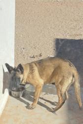 Reunited Female Dog last seen Krag and Montana, El Paso County, TX 79938