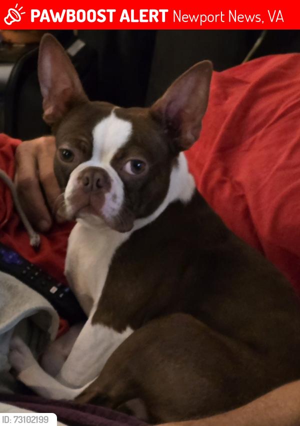 Lost Male Dog last seen Leonard lane and Agusta dr, Newport News, VA 23601