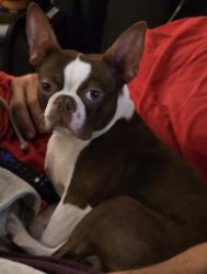 Lost Male Dog last seen Leonard lane and Agusta dr, Newport News, VA 23601