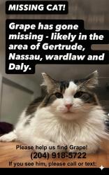 Reunited Male Cat last seen Nassau and Gertrude, Winnipeg, MB R3L 0M9