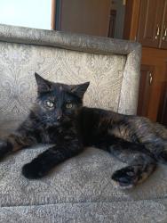Lost Female Cat last seen Dollar general, Port St. Lucie, FL 34953