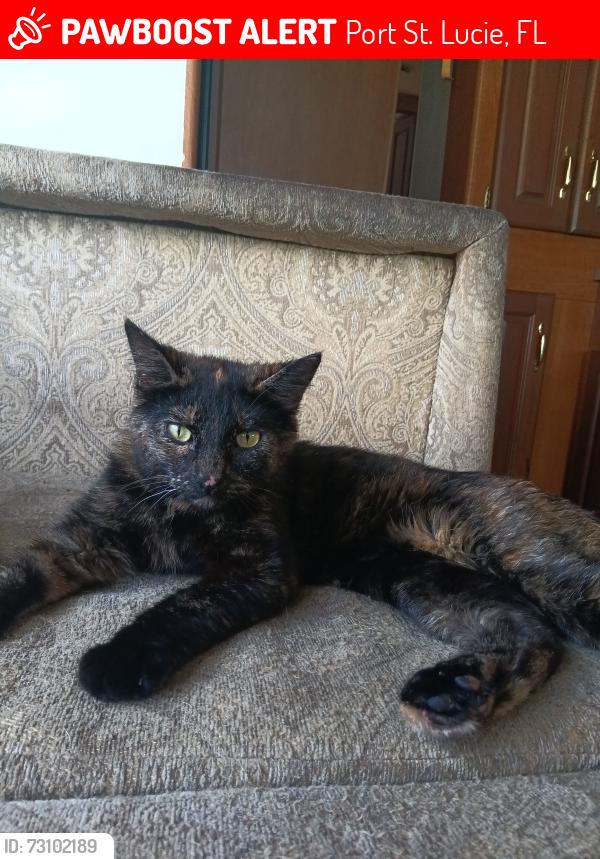 Lost Female Cat last seen Dollar general, Port St. Lucie, FL 34953