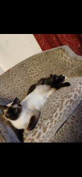 Lost Female Cat last seen Colfax and race, Denver, CO 80206