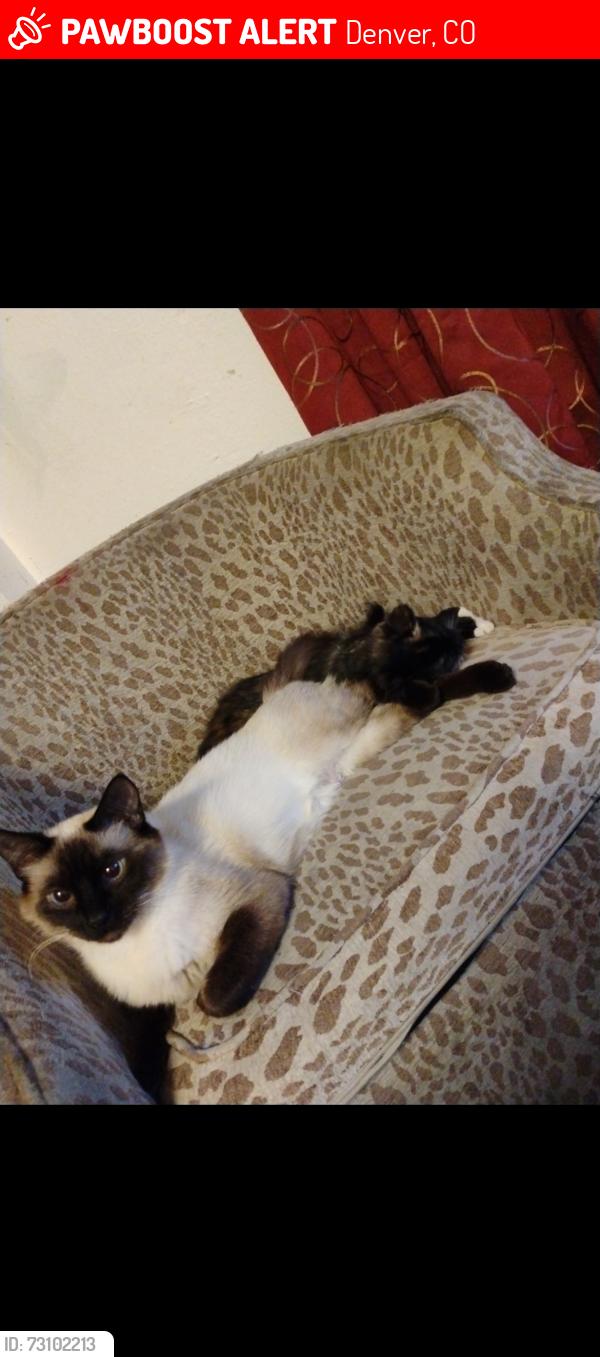 Lost Female Cat last seen Colfax and race, Denver, CO 80206