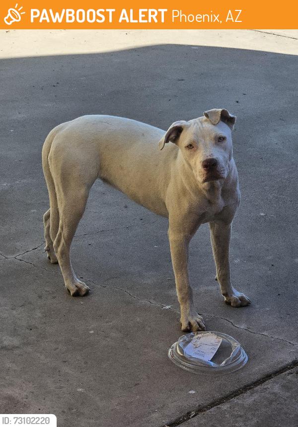 Found/Stray Unknown Dog last seen 8th Street and Carter Road, Phoenix, AZ 85042