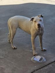 Found/Stray Unknown Dog last seen 8th Street and Carter Road, Phoenix, AZ 85042