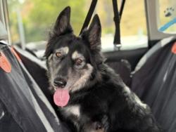 Shelter Stray Female Dog last seen , 957 N Gaffey St, San Pedro, CA 90731, USA