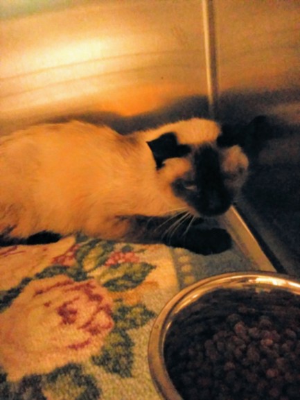Shelter Stray Male Cat last seen , 957 N Gaffey St, San Pedro, CA 90731, USA