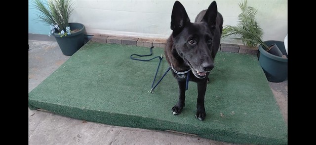 Shelter Stray Male Dog last seen , 4275 Elton St, Baldwin Park, CA 91706, USA