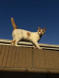 Lost Female Cat last seen Stardust Dr, Huntington Beach, CA 92647