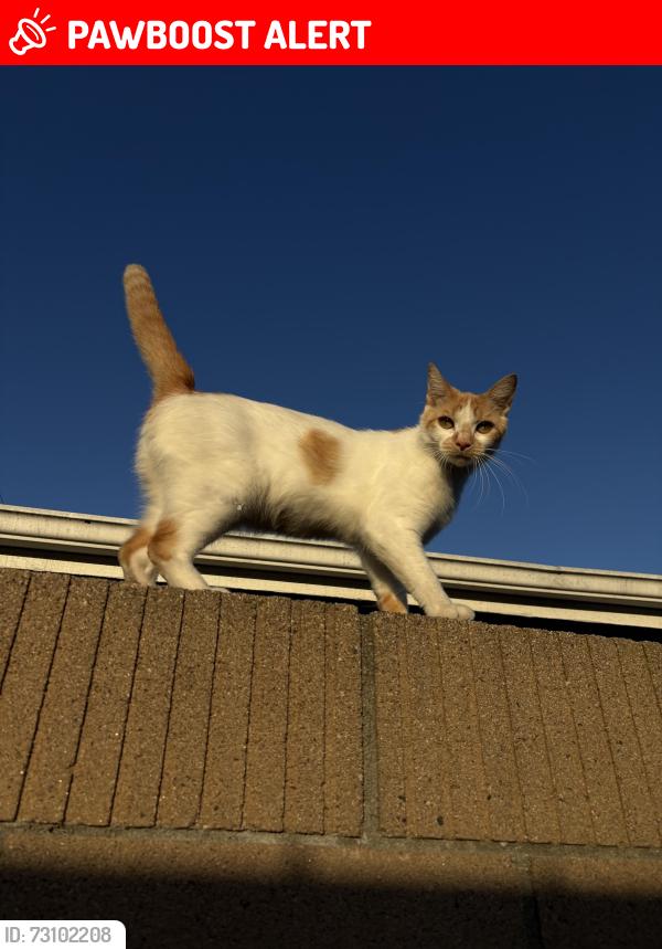 Lost Female Cat last seen Stardust Dr, Huntington Beach, CA 92647