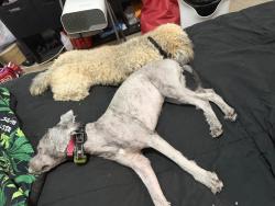 Reunited Female Dog last seen Near Gulf Run Way, Wellington, FL 33467, USA, Wellington, FL 33467