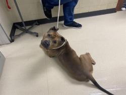 Shelter Stray Male Dog last seen 44TH AND LISBON, 3839 W Burnham St, West Milwaukee, WI 53215, USA