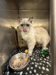 Shelter Stray Female Cat last seen Near BLOCK S 2200 W, WEST VALLEY CITY UT 84119, 4522 W 3500 S, West Valley City, UT 84120, USA