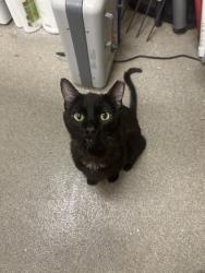 Shelter Stray Male Cat last seen Near BLOCK S 6545 W, WEST VALLEY CITY UT 84128, 4522 W 3500 S, West Valley City, UT 84120, USA