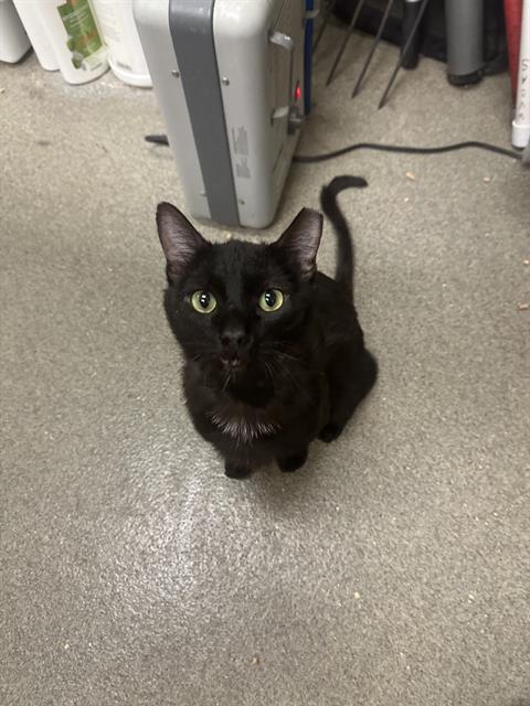 Shelter Stray Male Cat last seen Near BLOCK S 6545 W, WEST VALLEY CITY UT 84128, 4522 W 3500 S, West Valley City, UT 84120, USA