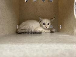 Shelter Stray Male Cat last seen Near BLOCK TRIPOLI WAY COACHELLA CA 92236, 72050 Pet Land Pl, Thousand Palms, CA 92276, USA