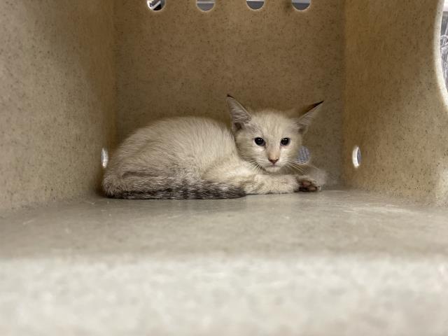 Shelter Stray Male Cat last seen Near BLOCK TRIPOLI WAY COACHELLA CA 92236, 72050 Pet Land Pl, Thousand Palms, CA 92276, USA