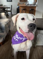 Shelter Stray Female Dog last seen CHARLOTTE, 8315 Byrum Dr, Charlotte, NC 28217, USA