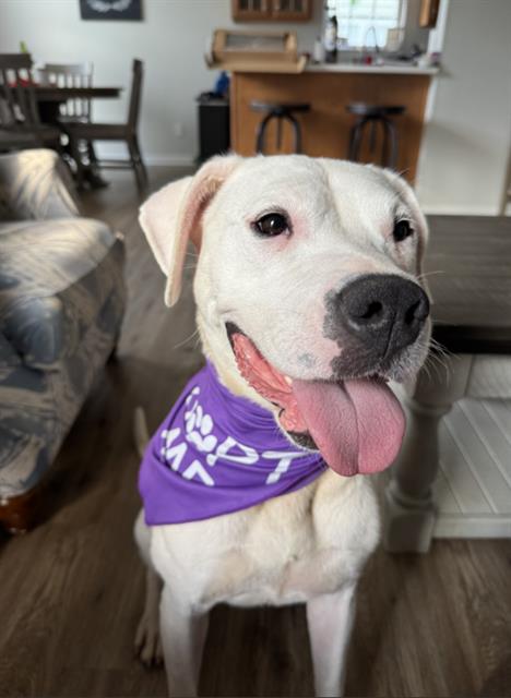 Shelter Stray Female Dog last seen CHARLOTTE, 8315 Byrum Dr, Charlotte, NC 28217, USA
