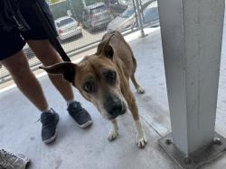 Shelter Stray Female Dog last seen NW 27 AVE, 3599 NW 79th Ave, Doral, FL 33122, USA