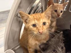 Shelter Stray Female Cat last seen CHARLOTTE, 8315 Byrum Dr, Charlotte, NC 28217, USA