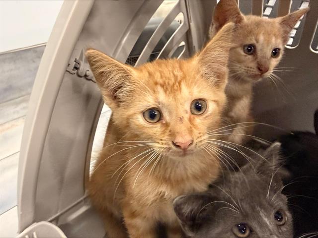 Shelter Stray Female Cat last seen CHARLOTTE, 8315 Byrum Dr, Charlotte, NC 28217, USA