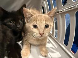 Shelter Stray Male Cat last seen CHARLOTTE, 8315 Byrum Dr, Charlotte, NC 28217, USA