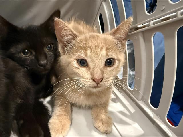 Shelter Stray Male Cat last seen CHARLOTTE, 8315 Byrum Dr, Charlotte, NC 28217, USA